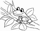 Frog Coloring Color Pages Kids Drawing Printable Frogs Coqui Tree Blank Clipart Print Sheet Colorear Para Cycle Panda Getdrawings Clipartpanda sketch template