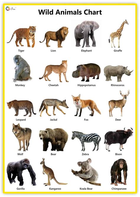 zoo animals pictures  names chart