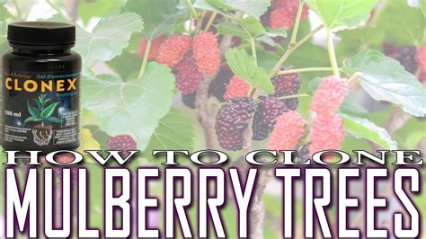 grow mulberry trees  cuttings   grow  fruit tree