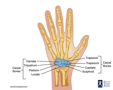 carpal bones wrist bones anatomy structure  faqs