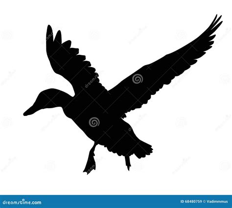 vector duck stock vector illustration  graphic nature