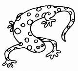 Coloring Clipart Salamander Newt Clip Amphibians Drawing Kids Pages Reptiles Amphibian Outline Printable Cliparts Sheet Polar Vertebrates Drawings Preschool Library sketch template