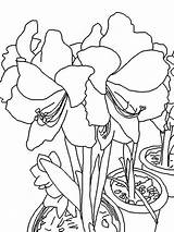 Amaryllis Coloring Pages Picotee Printable Colouring Adult 48kb 1000px Drawings sketch template