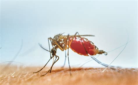 pest  mosquitoes  higher demand  service pest control