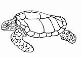 Coloring Turtle Pages Cute Printable Kids Popular sketch template