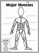 Muscular System Muscles Label Kids Body Human Muscle Worksheet Activities Diagram Major Functions Del Worksheets Unit Para Types Anatomy Mini sketch template