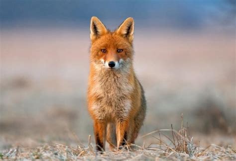 colors  foxes mutations  morphs exotella