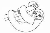 Sloth Leniwiec Printable Sloths Kolorowanka Toed Three Leniwy Druku Kolorowanki Colouring Bettercoloring Wydruku Drukowanka Zwierzątko Colorin sketch template