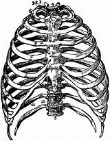 Thorax Human Rib Clipart Cage Bones Drawing Etc Getdrawings Medium Original Large sketch template
