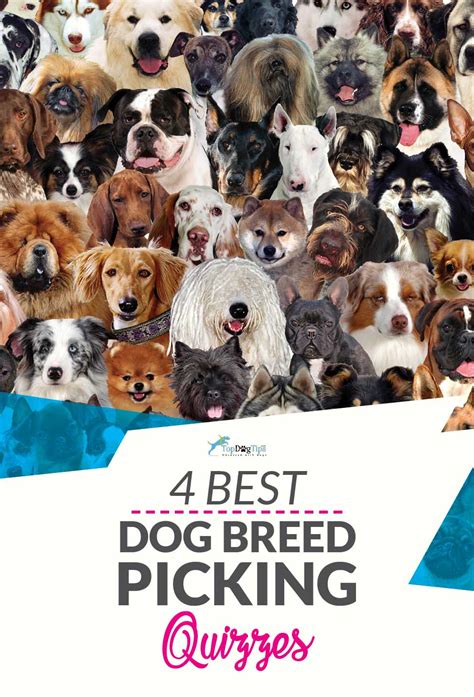 dog breed quiz    choose   pup top dog tips