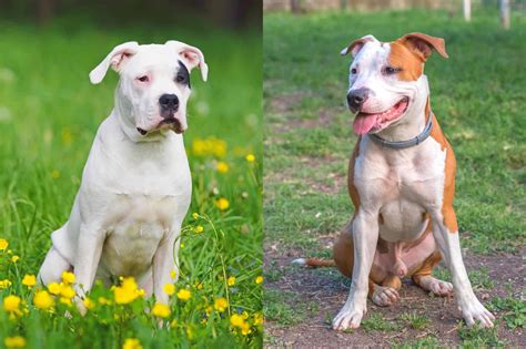 dogo pit dogo argentino pitbull mix info pictures facts faqs