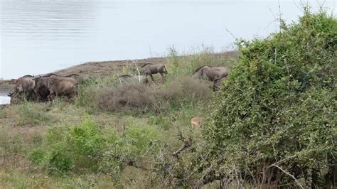 dumpert nijlpaarden schieten hun achterachterneefje te hulp