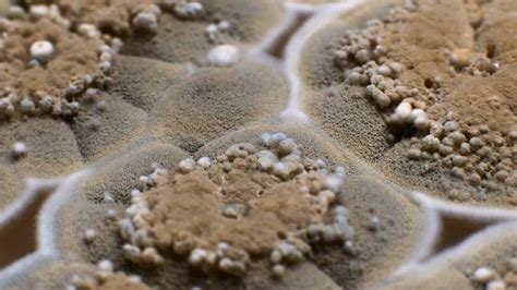 time lapse  mold growth resembles  alien landscape nerdist