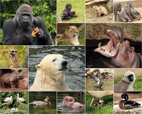 erlebnis zoo hannover foto bild tiere zoo wildpark falknerei