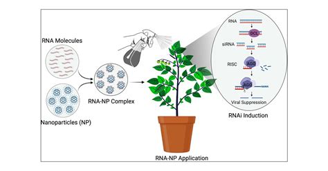 Nanoenabled Delivery Of Rna Molecules For Prolonged Antiviral