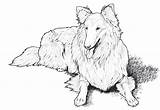 Coloring Collie Pages Dog Dogs Adult Books Difficult Book Border Adults Printable Popular Clipart Drawings Breed sketch template