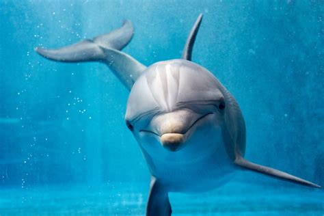wilde dieren encyclopedie de dolfijn hart voor dieren