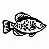 Crappie Fish Getdrawings Drawing Decal sketch template