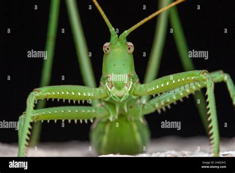 predatory bush cricket saga pedo portrait saint jean de bueges herault france stock photo