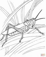 Grasshopper Coloring Pages Garden Locust Drawing Printable Grasshoppers Ant Line Locusts Kids Color Print Insect Supercoloring Clipart Online Leaf Book sketch template
