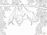 Bat Coloring Pages Realistic Bats Drawing Hanging Printable Color Futurama Inspiration Fruit Getcolorings Birijus Vampire Rodrigues Getdrawings sketch template