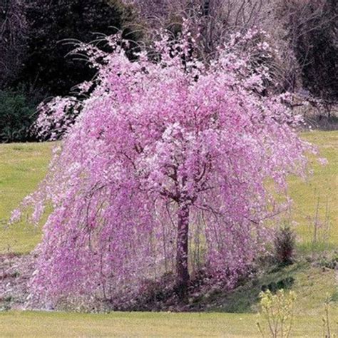 pcs pink fountain weeping cherry tree seeds garden yard dwarf tree