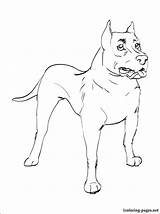 Bull Coloring Pages Terrier Staffordshire Getdrawings Getcolorings sketch template