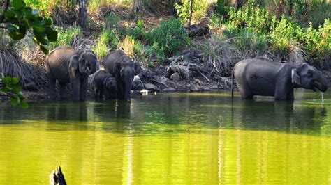 top 15 wildlife tourism places you must visit in south india
