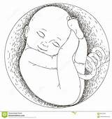 Embryo Fetus Womb Embarazo Feto Pregnancy Mutterleib Utero Bebé Sketch sketch template