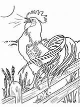 Pages Coloring Chicken Printable Cock Animals sketch template