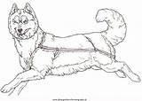 Cani Colorare Sled Hunde Disegni Husky A10 Lupi Ausmalen Tsb Reverse Malvorlage Coloringpages101 Mammals sketch template
