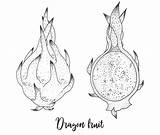 Dragon Fruit Coloring Pages Printable Onlinecoloringpages Color sketch template