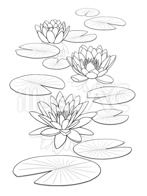 vectors coloring book water lily