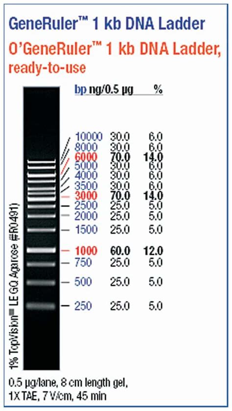 Thermo Scientific™ Ogeneruler 1 Kb Dna Leiter Gebrauchsfertig 250–10