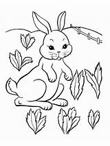 Hares sketch template