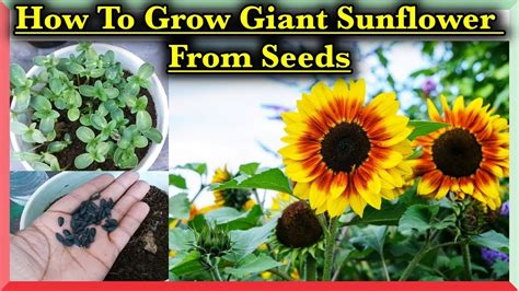 grow sunflower  seeds  home   grow  sunflower
