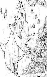 Delfine Dolfijn Kleurplaten Kleurplaat Dolfijnen Dauphin Dolphins Malvorlagen Malvorlage Dauphins Delfini Delphin Delphine Mewarnai Lumba Coloriages Animierte Bergerak Colorier Animaatjes sketch template