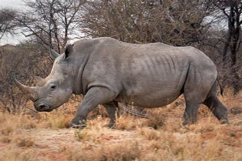 white rhinoceros  largest rhino dinoanimalscom