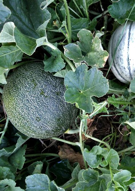 melon growing sowing planting harvest   summer fresh relief