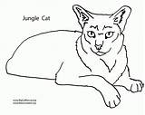 Cat sketch template