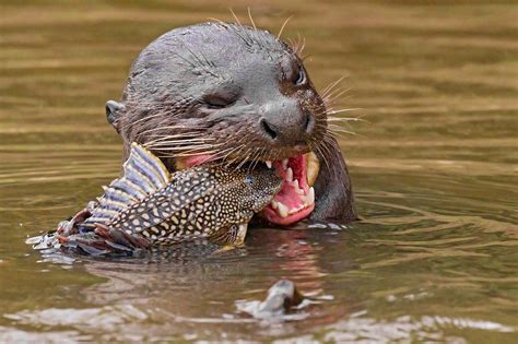 the giant river otter has returned to argentina lonely planet