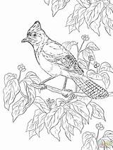 Coloring Pages Jay Realistic Printable Bird Birds Steller Officer Buckle Adult Colouring Color Gloria Supercoloring Template Getcolorings Drawing Coloringbay Choose sketch template