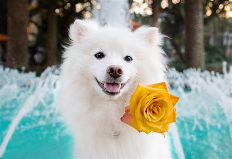 american eskimo dog breed overview  pictures lovetoknow