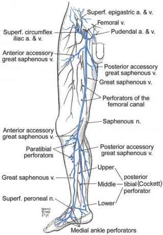 anatomy    extremity veins varicose veins