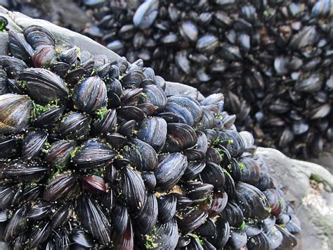 mussel shells evoke visions