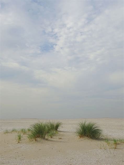 beach strand zandmotor foto lngrd natuur dieren nederland