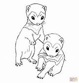 Ferret Cute Coloring Pages Drawing Getdrawings sketch template