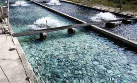 delaware county fish farm loses lawsuits  unpaid bills south