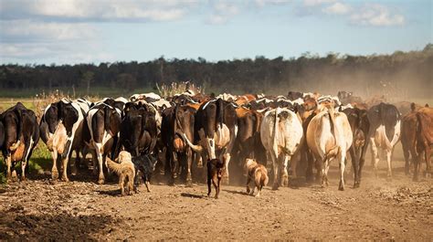 Australian Droughts And The Impact On The Dairy Industry