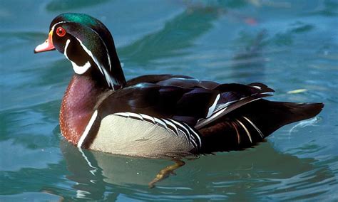 duck texas parks wildlife department